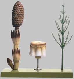 Equisetum arvense